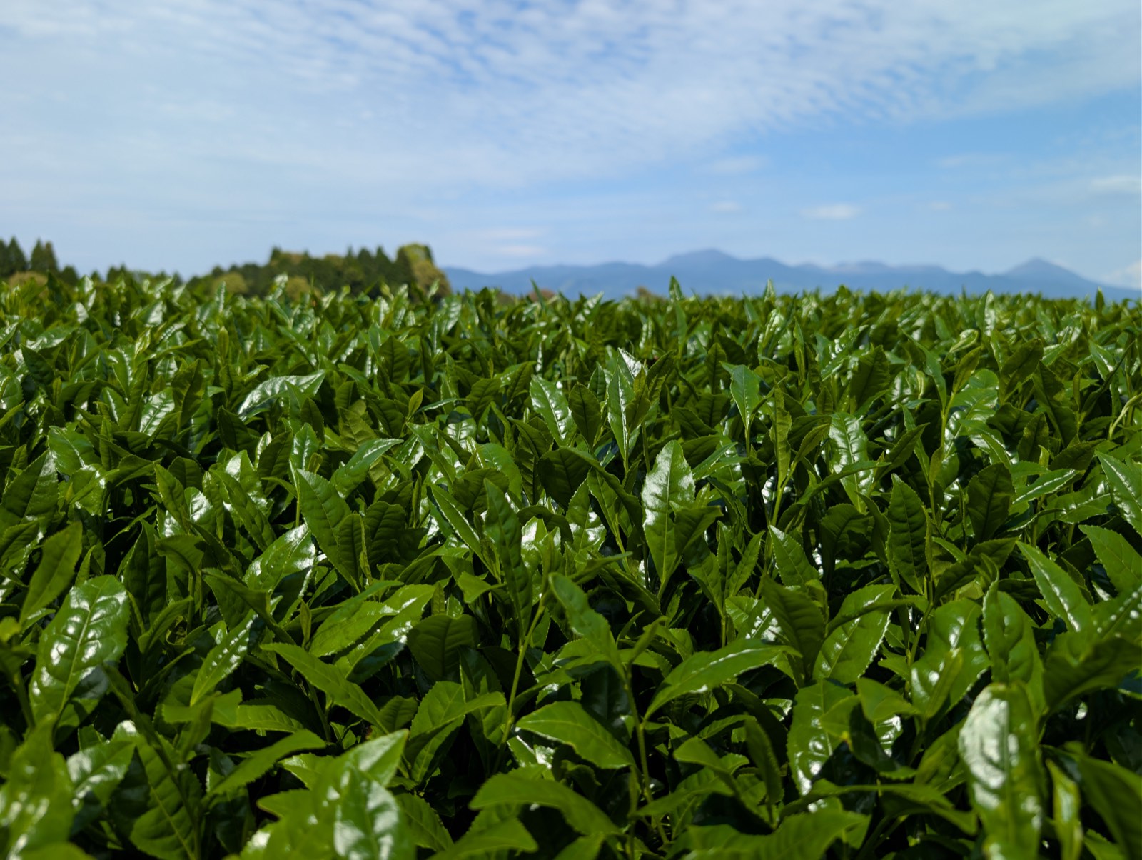 Rows of tea bushes with mountains under a blue sky
